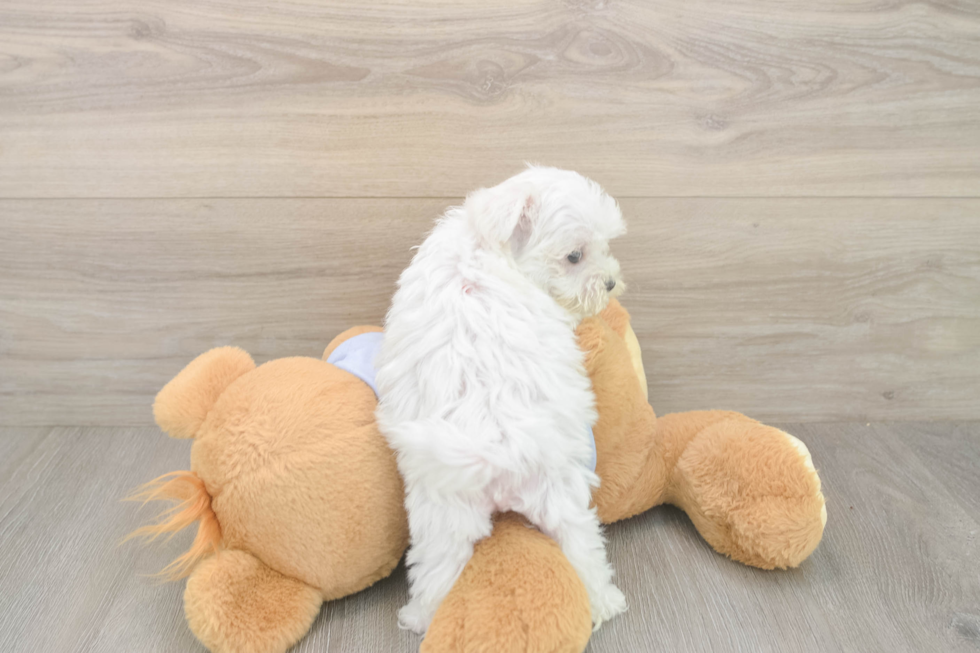 Hypoallergenic Maltese Purebred Pup