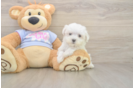 Funny Maltese Baby