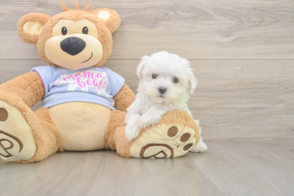 Funny Maltese Baby