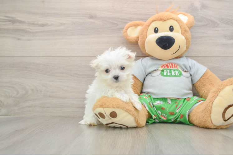 Maltese Pup Being Cute
