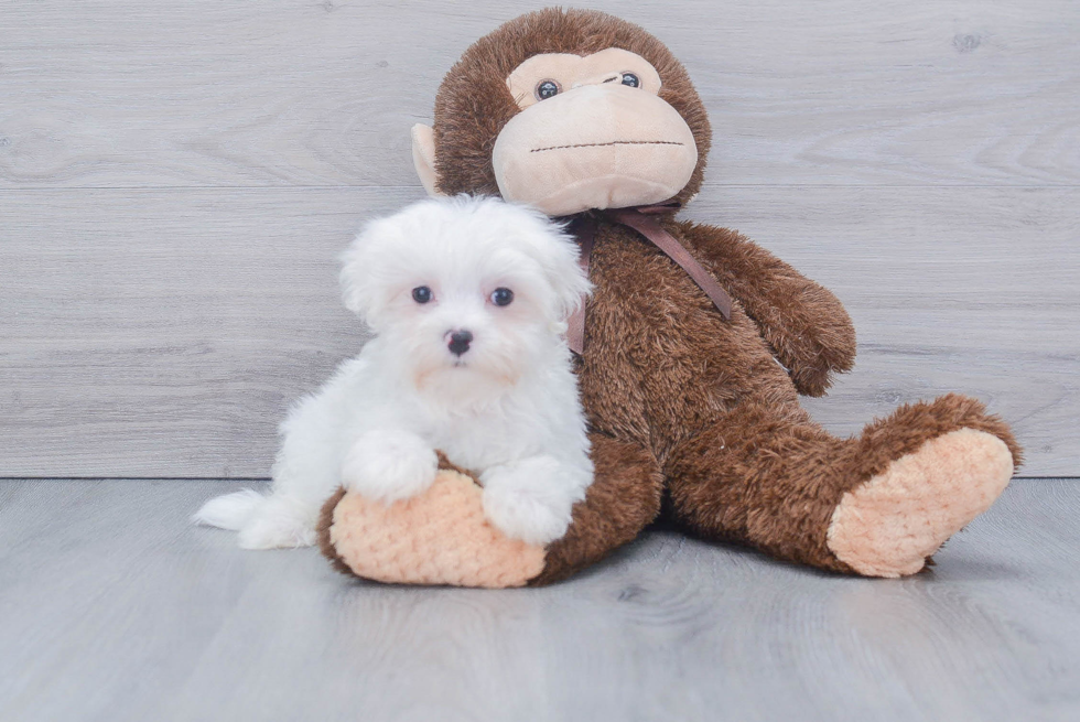 Little Maltese Baby