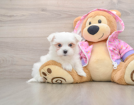 7 week old Maltese Puppy For Sale - Premier Pups