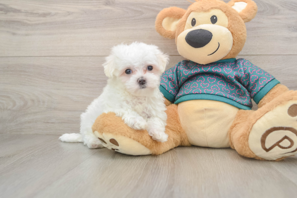 Cute Maltese Purebred Puppy