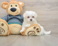 7 week old Maltese Puppy For Sale - Premier Pups