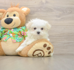8 week old Maltese Puppy For Sale - Premier Pups