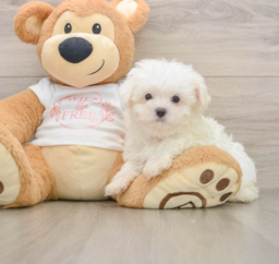 7 week old Maltese Puppy For Sale - Premier Pups