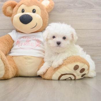Best Maltese Baby