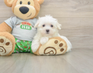 7 week old Maltese Puppy For Sale - Premier Pups
