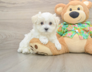 8 week old Maltese Puppy For Sale - Premier Pups