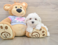7 week old Maltese Puppy For Sale - Premier Pups