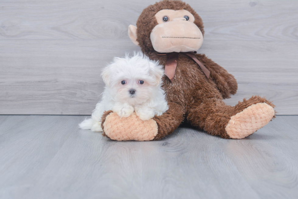 Maltese Puppy for Adoption