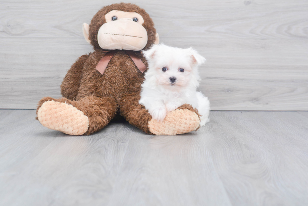 Friendly Maltese Baby