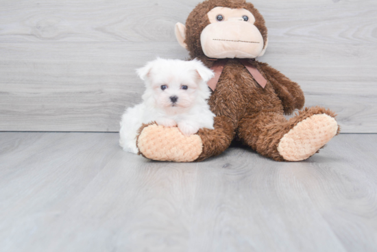 Maltese Pup Being Cute