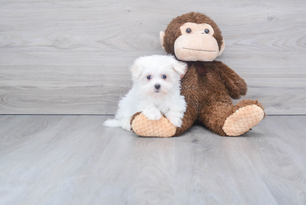 Popular Maltese Purebred Pup