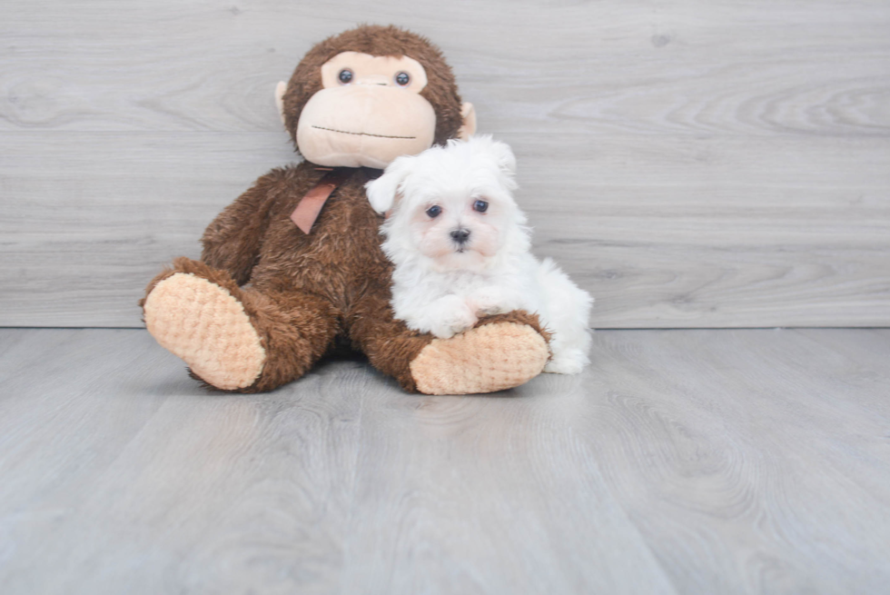 Sweet Maltese Purebred Puppy