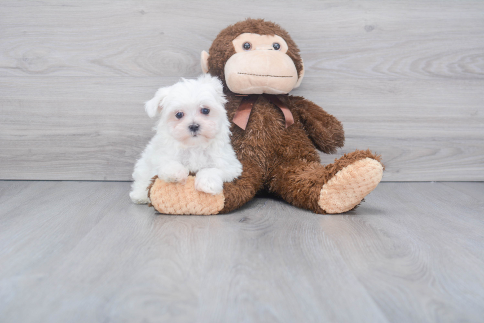 Maltese Puppy for Adoption