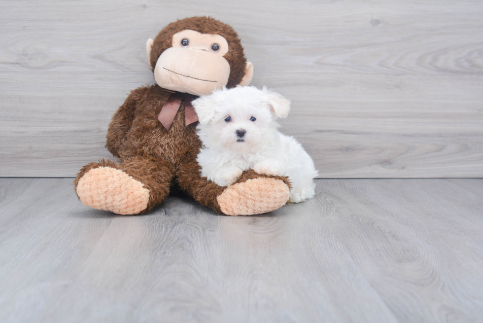 Maltese Pup Being Cute