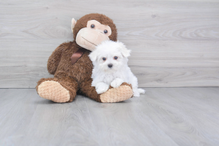 Small Maltese Purebred Pup