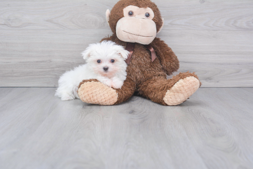 Happy Maltese Purebred Puppy