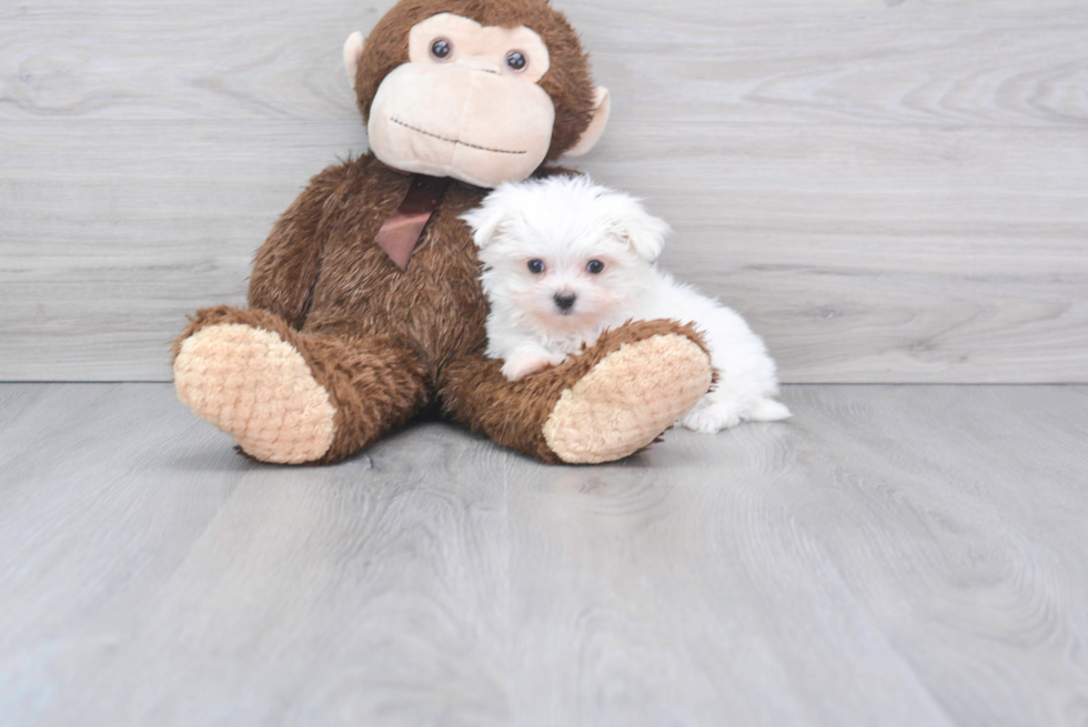 Fluffy Maltese Purebred Puppy