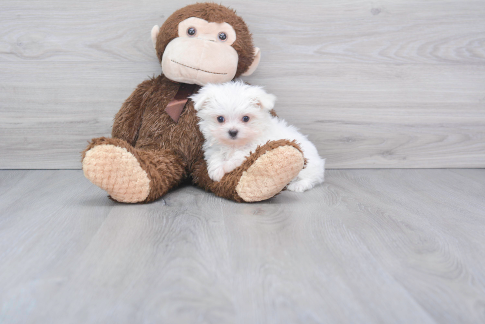 Maltese Pup Being Cute