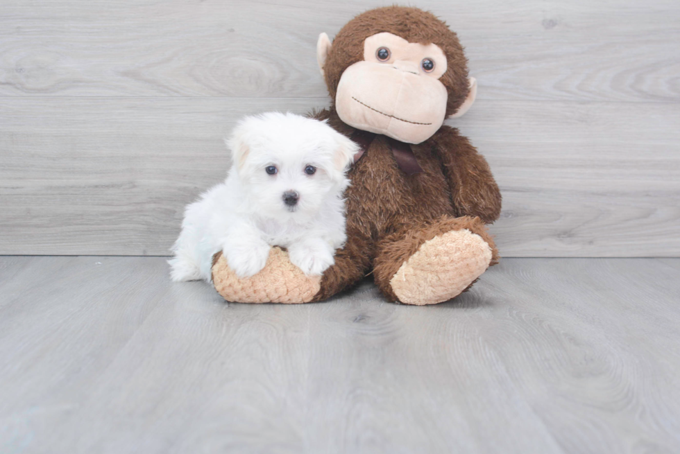 Energetic Maltese Purebred Puppy