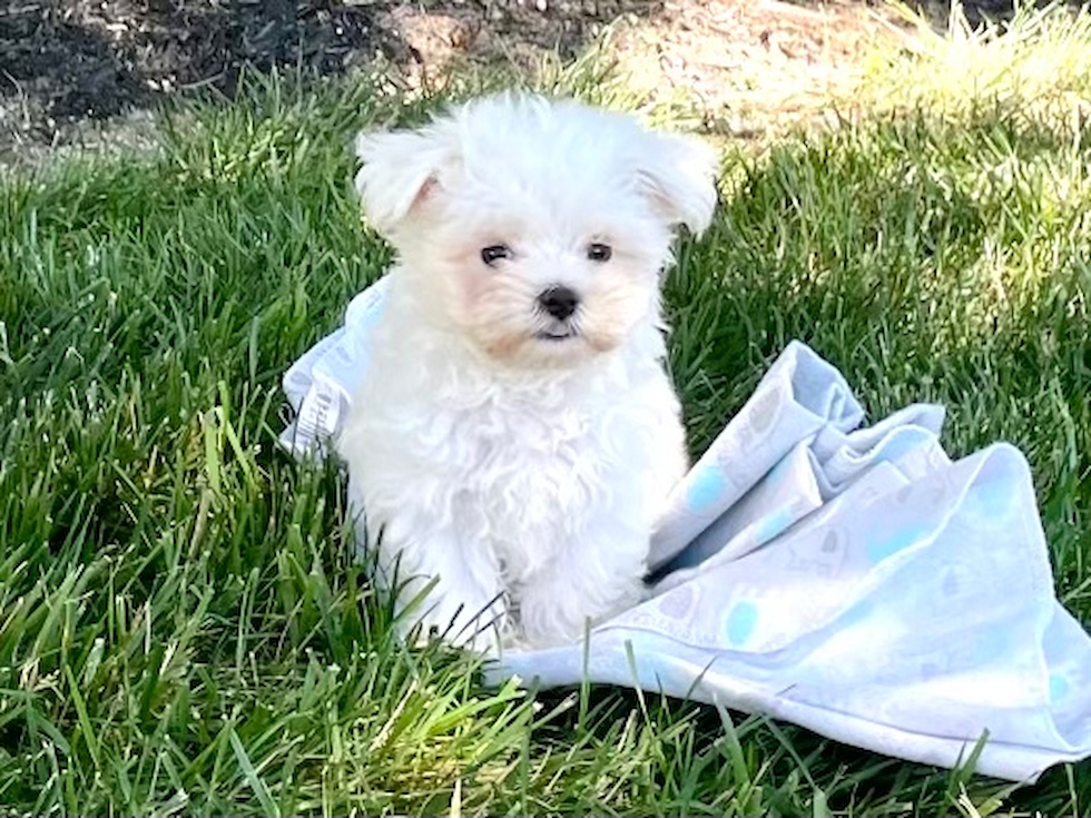 Fluffy Maltese Purebred Puppy