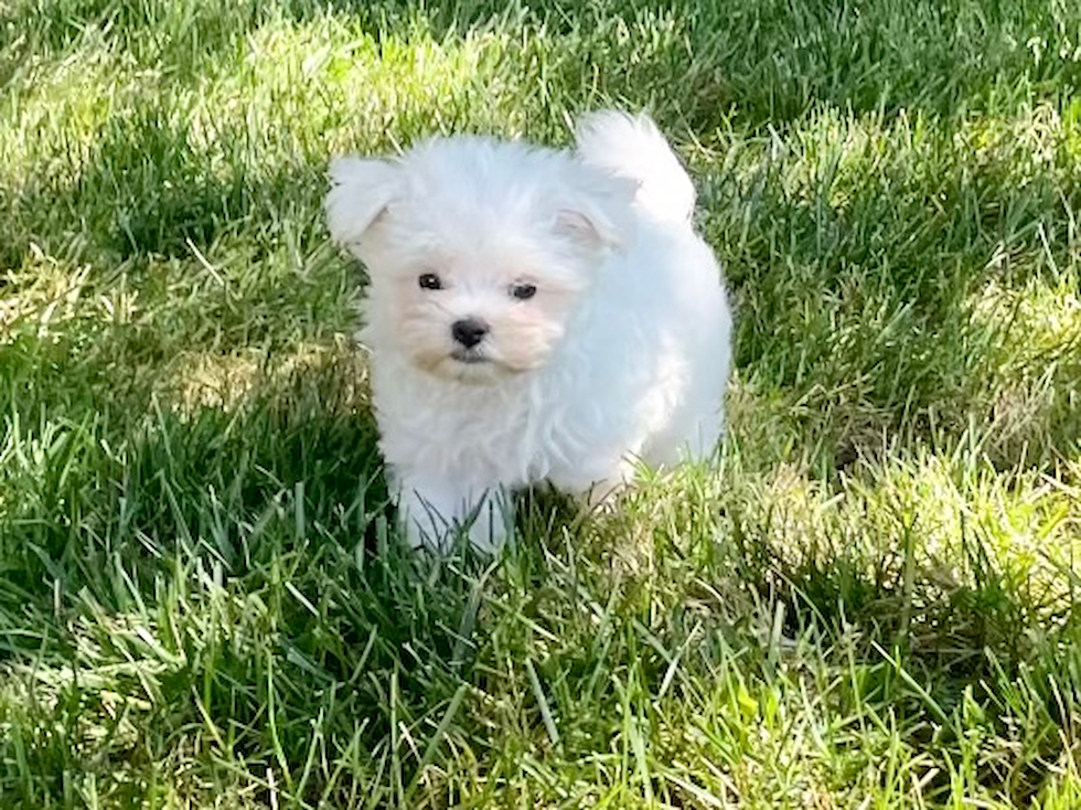 Maltese Puppy for Adoption