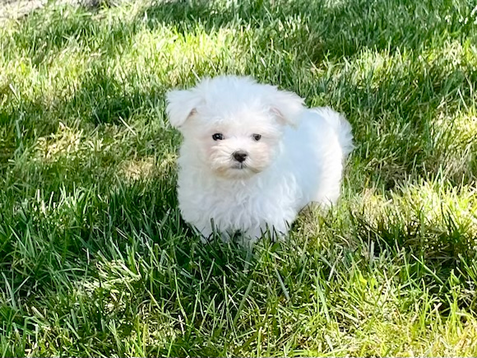 Best Maltese Baby