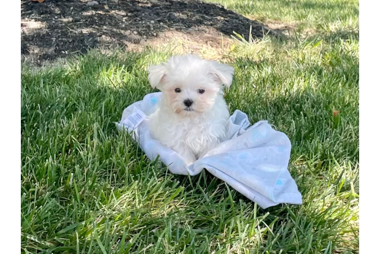 Maltese Pup Being Cute