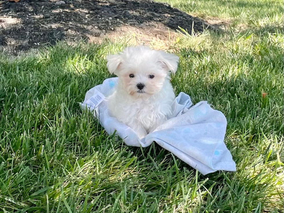 Maltese Pup Being Cute