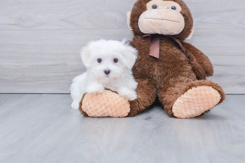 Fluffy Maltese Purebred Puppy