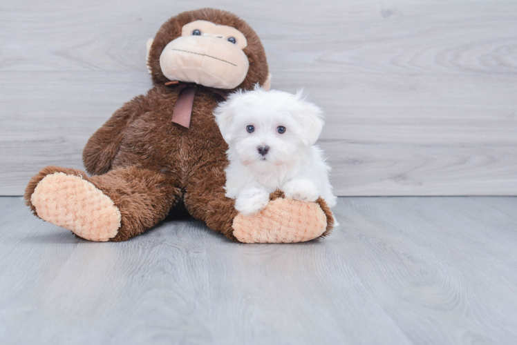 Small Maltese Purebred Pup