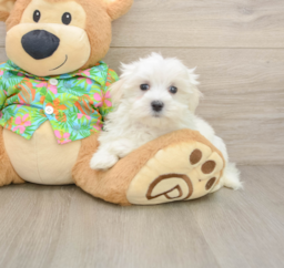 8 week old Maltese Puppy For Sale - Premier Pups