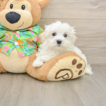 Playful Maltese Baby