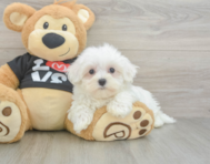 8 week old Maltese Puppy For Sale - Premier Pups