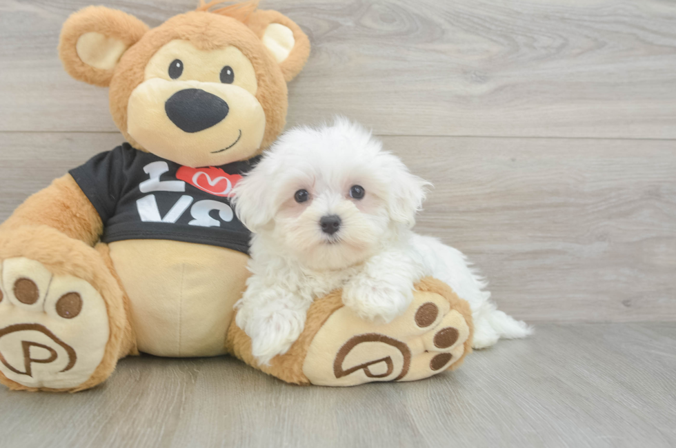 9 week old Maltese Puppy For Sale - Premier Pups