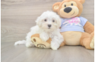 Maltese Pup Being Cute