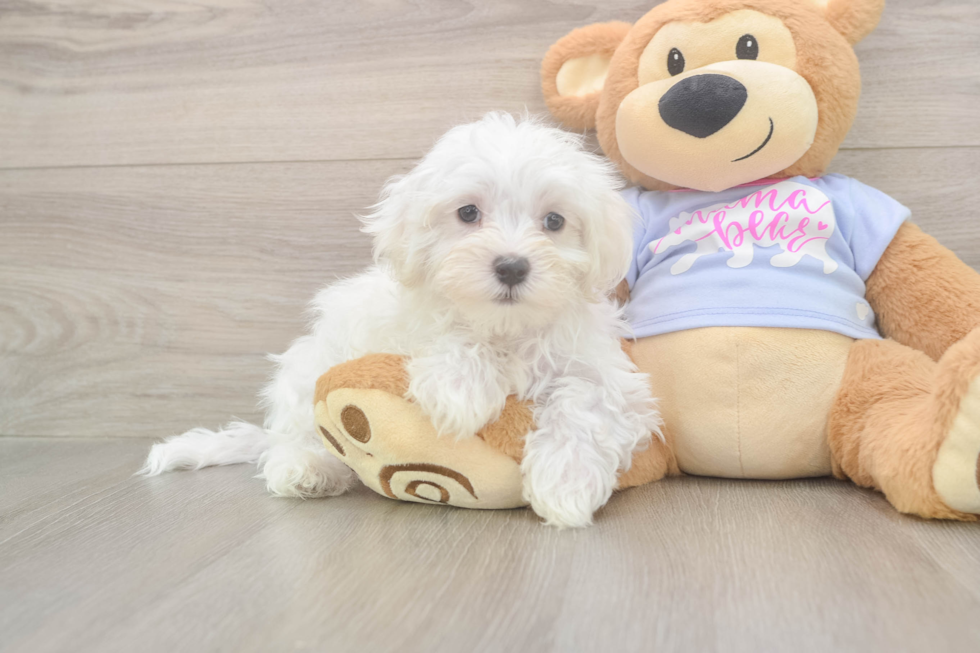 Maltese Pup Being Cute