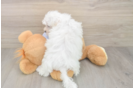 Little Maltese Baby