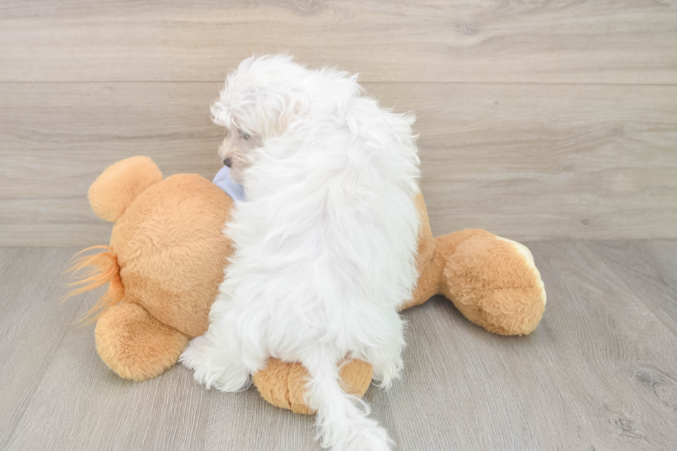 Little Maltese Baby