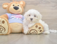 9 week old Maltese Puppy For Sale - Premier Pups