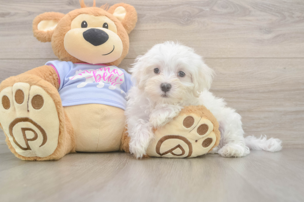 8 week old Maltese Puppy For Sale - Premier Pups
