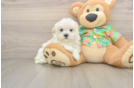 Popular Maltese Baby