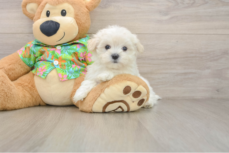 Maltese Puppy for Adoption