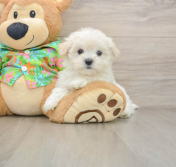 8 week old Maltese Puppy For Sale - Premier Pups