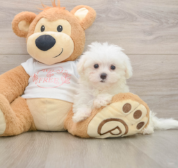 7 week old Maltese Puppy For Sale - Premier Pups