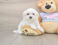7 week old Maltese Puppy For Sale - Premier Pups