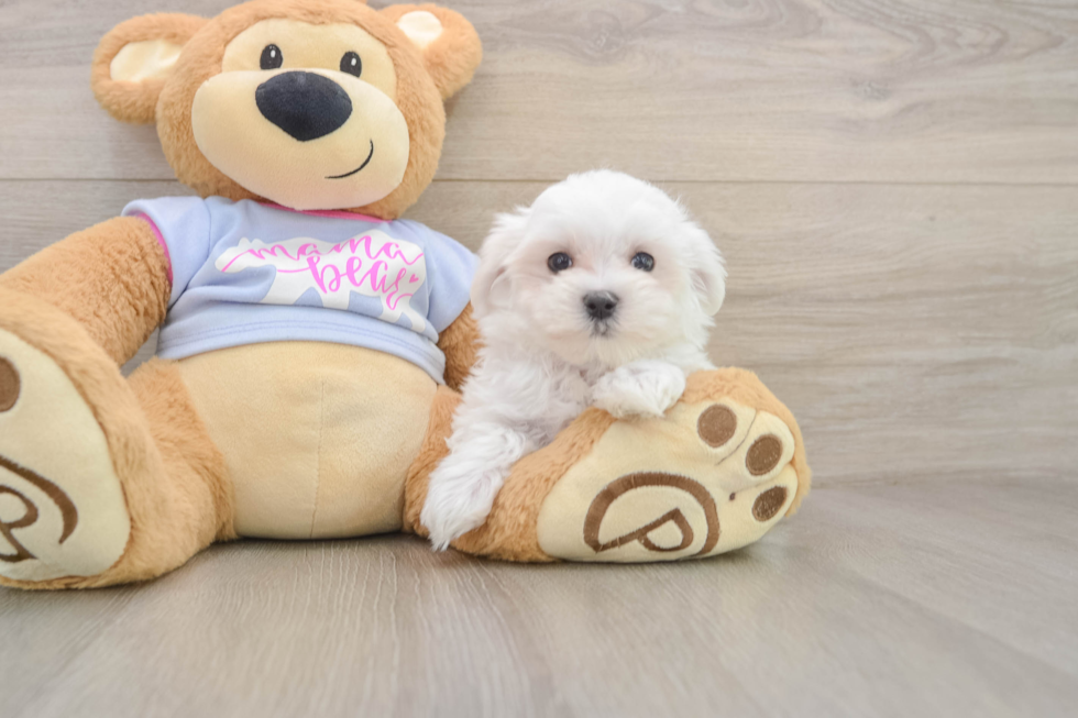 Hypoallergenic Maltese Purebred Pup