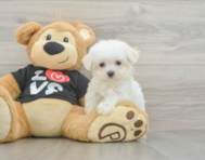8 week old Maltese Puppy For Sale - Premier Pups